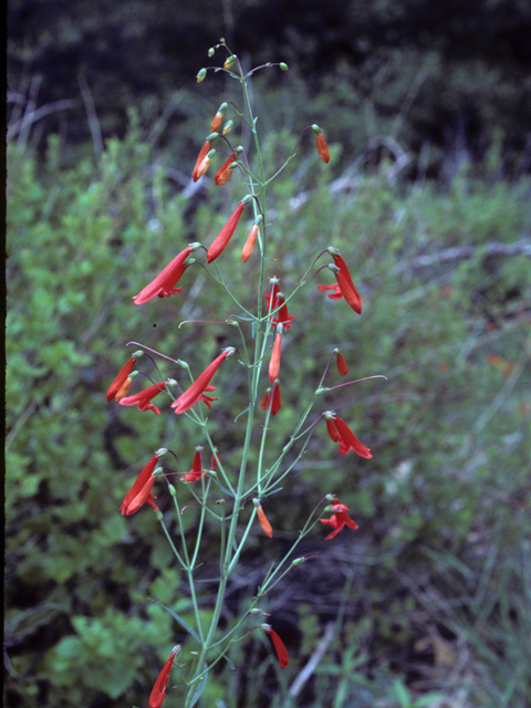 Penstemon barbatus (Scarlet bugler) #23619