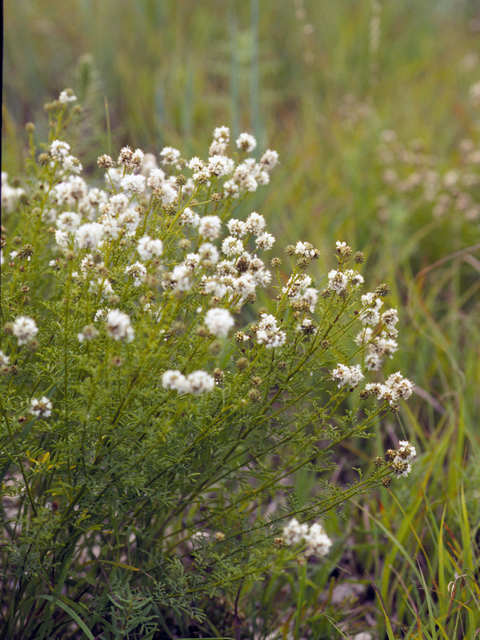 Dalea multiflora (Roundhead prairie clover) #23691