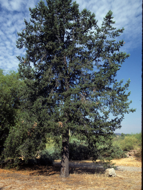Pinus edulis (Colorado pinyon pine) #23788