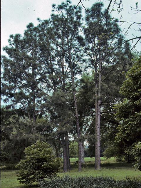 Pinus palustris (Longleaf pine) #23801
