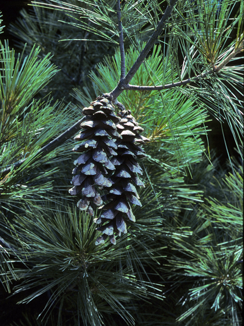 Pinus strobus (Eastern white pine) #23816