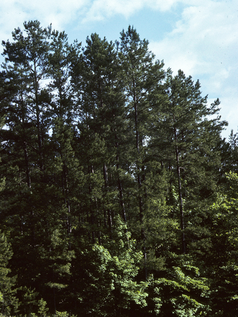 Pinus taeda (Loblolly pine) #23817