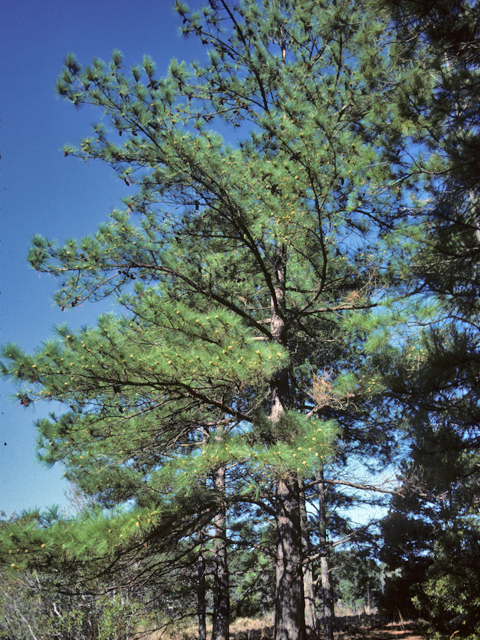 Pinus taeda (Loblolly pine) #23819