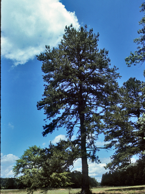 Pinus virginiana (Virginia pine) #23822