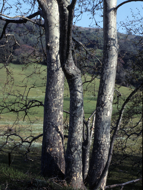 Platanus racemosa (California sycamore) #23837