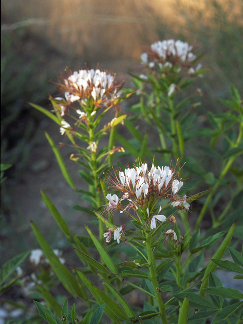 Polanisia dodecandra ssp. trachysperma (Sandyseed clammyweed) #23858