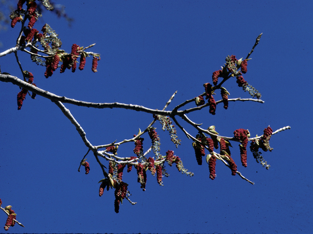 Populus deltoides (Eastern cottonwood) #23879