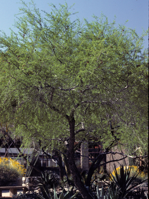 Prosopis pubescens (Screwbean mesquite) #23915