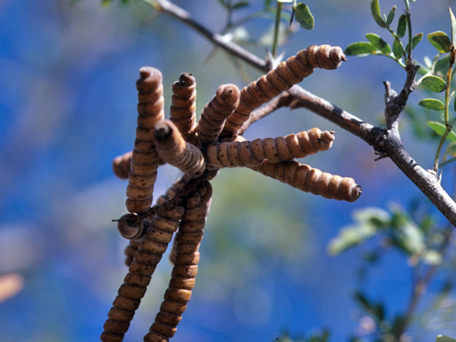 Prosopis pubescens (Screwbean mesquite) #23917