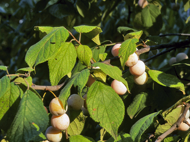 Prunus mexicana (Mexican plum) #23944