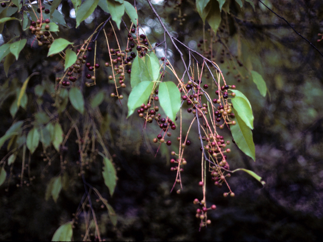 Prunus serotina var. serotina (Eastern black cherry) #23951