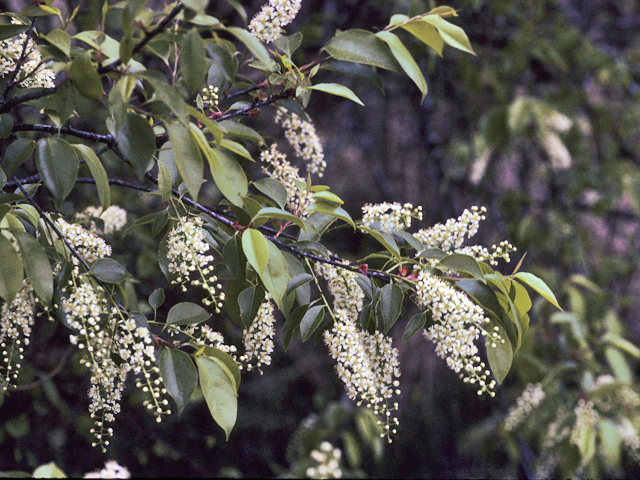 Prunus serotina var. serotina (Eastern black cherry) #23952