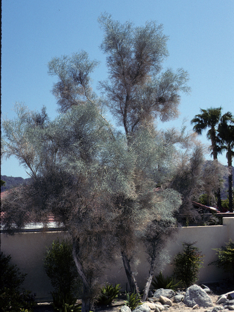 Psorothamnus spinosus (Smoketree) #23981