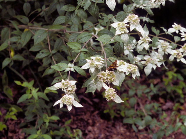 Pycnanthemum incanum (Hoary mountain mint) #23995