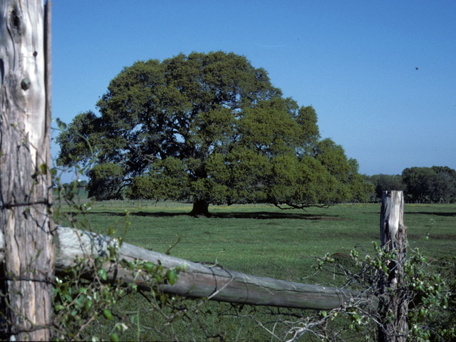 Quercus fusiformis (Escarpment live oak) #24037