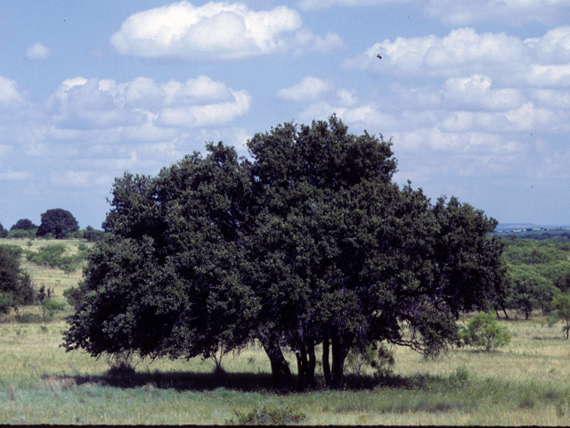 Quercus fusiformis (Escarpment live oak) #24038