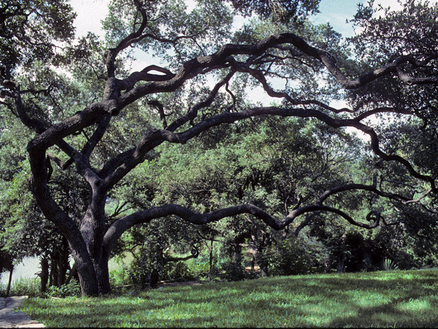 Quercus fusiformis (Escarpment live oak) #24042