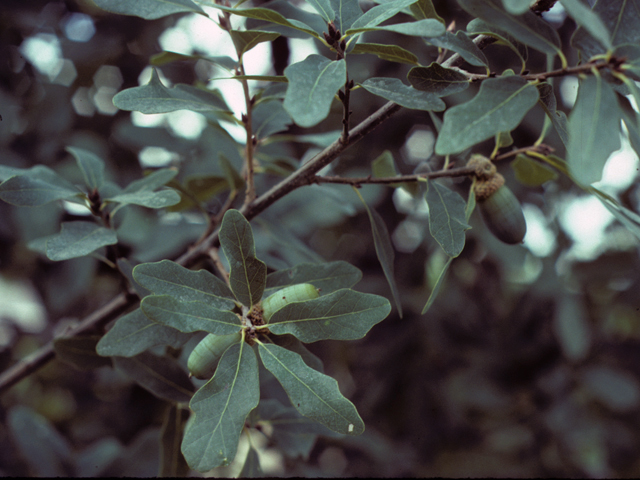 Quercus laceyi (Lacey oak) #24054