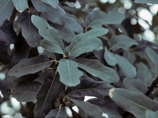 Quercus laceyi (Lacey oak) #24056