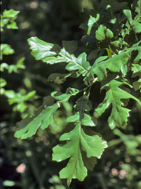 Quercus macrocarpa (Bur oak) #24062