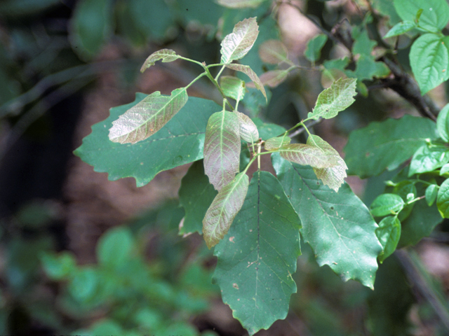 Quercus polymorpha (Mexican white oak) #24083