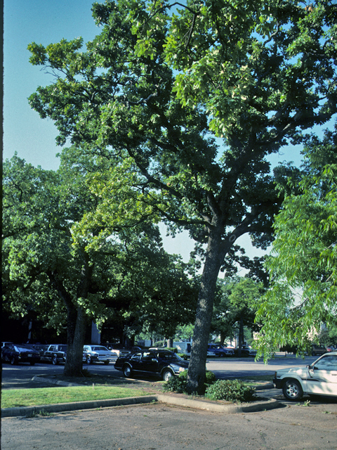 Quercus stellata (Post oak) #24110