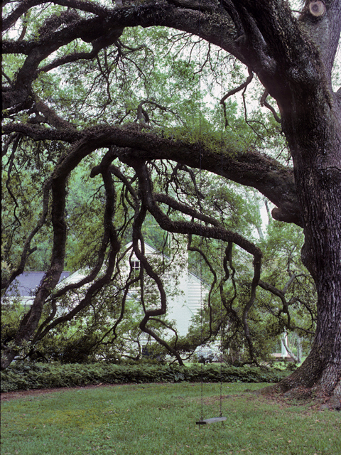 Quercus virginiana (Coastal live oak) #24133