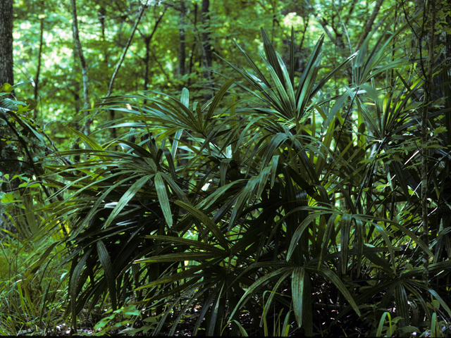 Rhapidophyllum hystrix (Needle palm) #24165