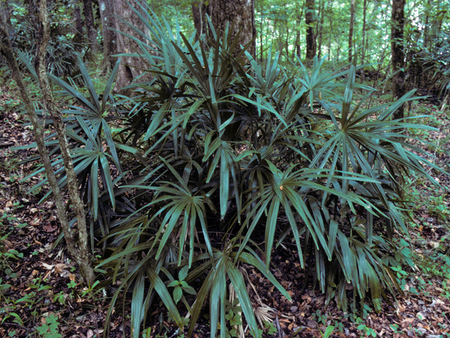 Rhapidophyllum hystrix (Needle palm) #24166