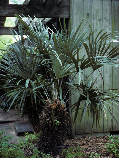 Rhapidophyllum hystrix (Needle palm) #24169