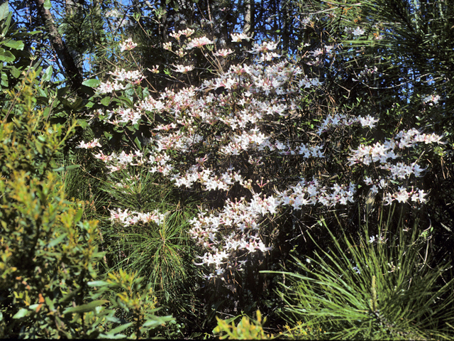Rhododendron canescens (Mountain azalea) #24178