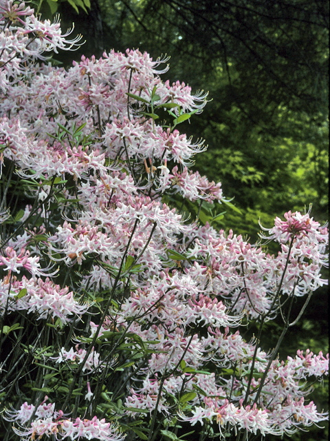Rhododendron canescens (Mountain azalea) #24179