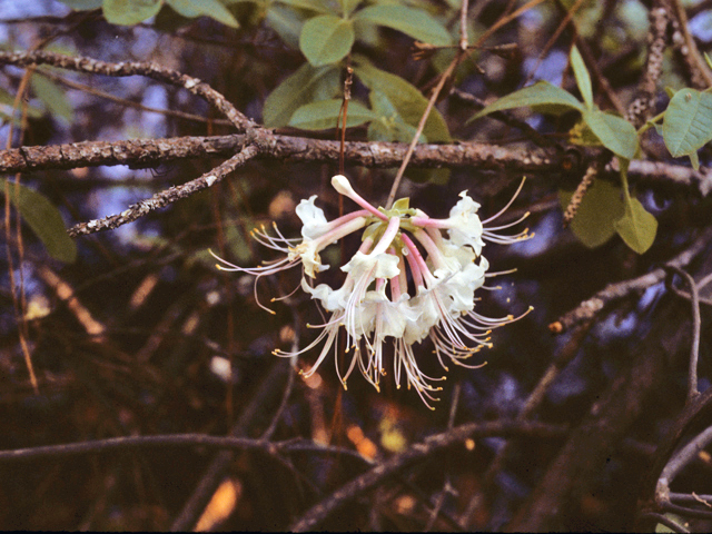 Rhododendron canescens (Mountain azalea) #24180