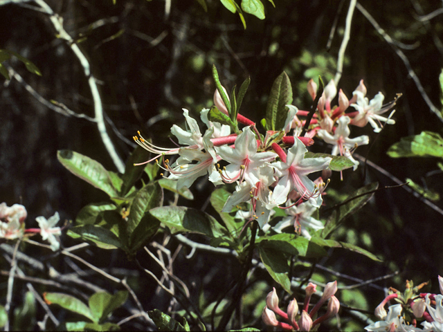 Rhododendron prinophyllum (Early azalea) #24190