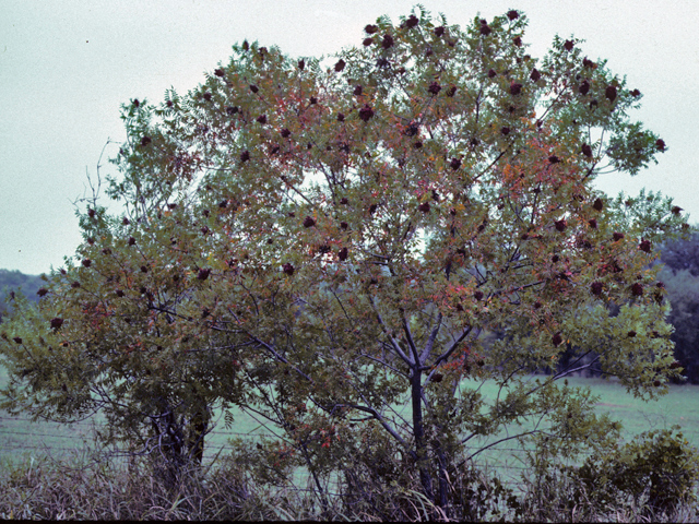 Rhus lanceolata (Prairie flameleaf sumac) #24238