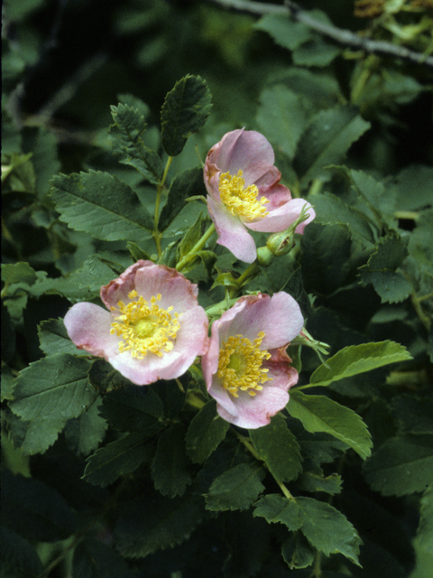 Rosa arkansana (Prairie rose) #24295