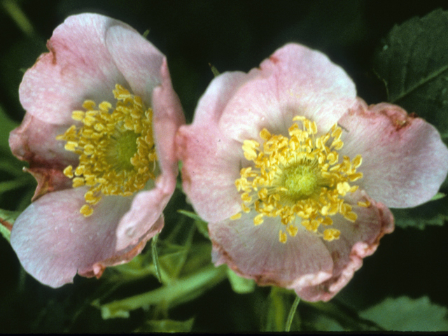 Rosa arkansana (Prairie rose) #24297