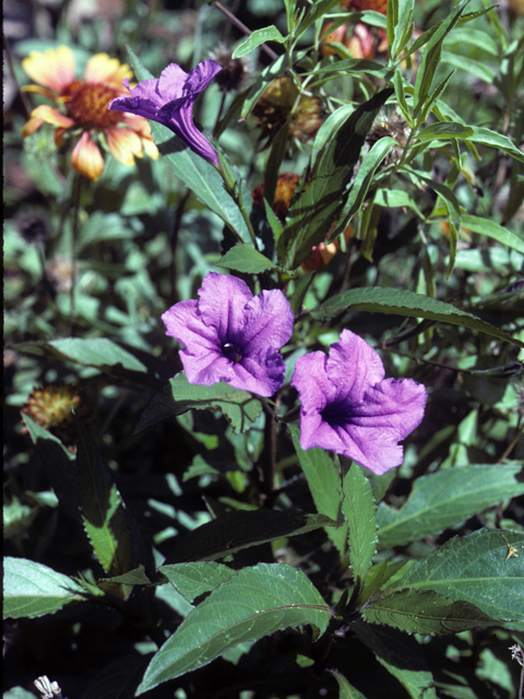 Ruellia nudiflora (Violet ruellia) #24367