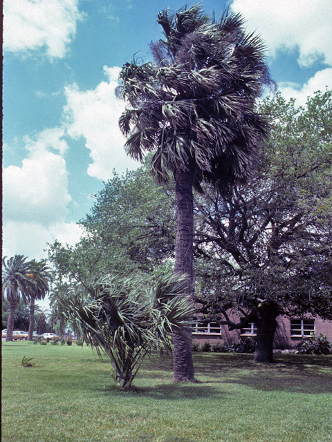 Sabal mexicana (Texas palm) #24372