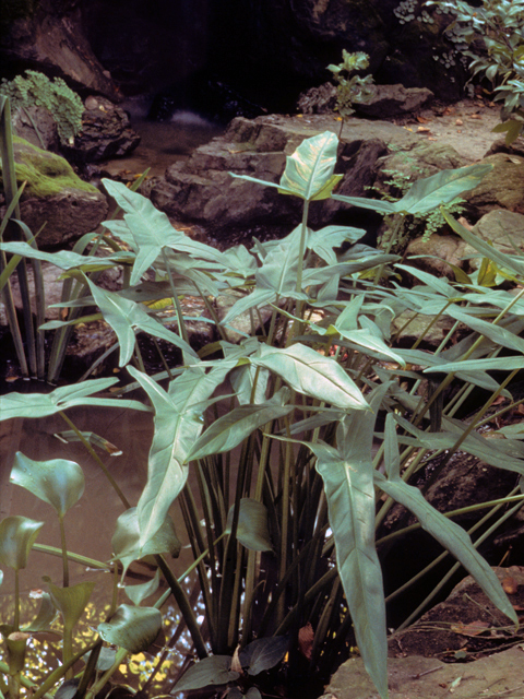Sagittaria latifolia (Broadleaf arrowhead) #24395