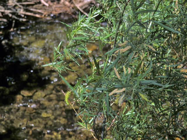 Salix exigua (Narrowleaf willow) #24398