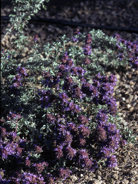 Salvia dorrii (Purple sage) #24414
