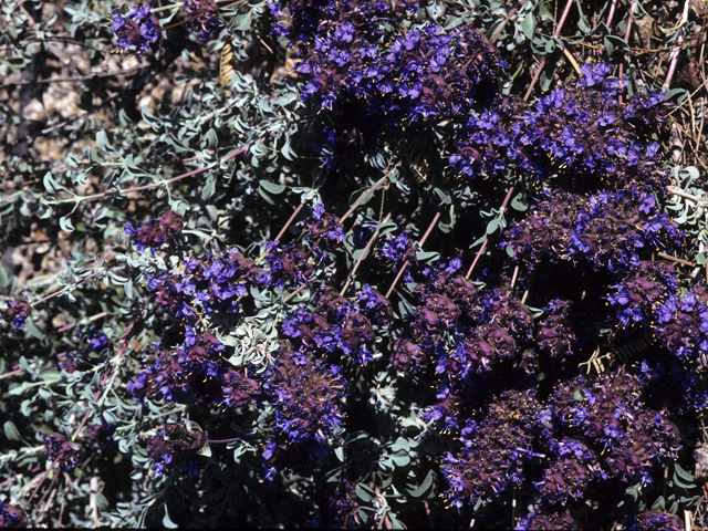Salvia dorrii ssp. dorrii (Purple sage) #24418