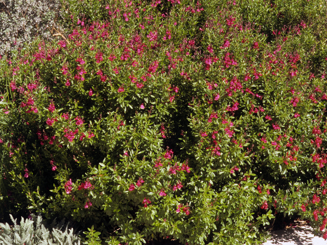 Salvia greggii (Autumn sage) #24433