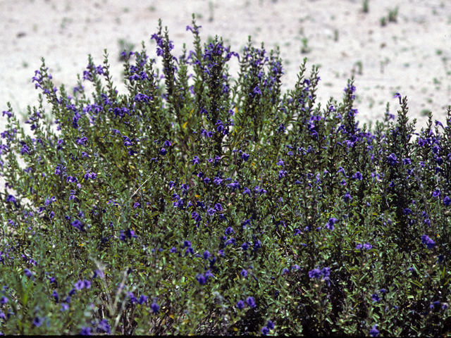 Salvia lycioides (Canyon sage) #24439