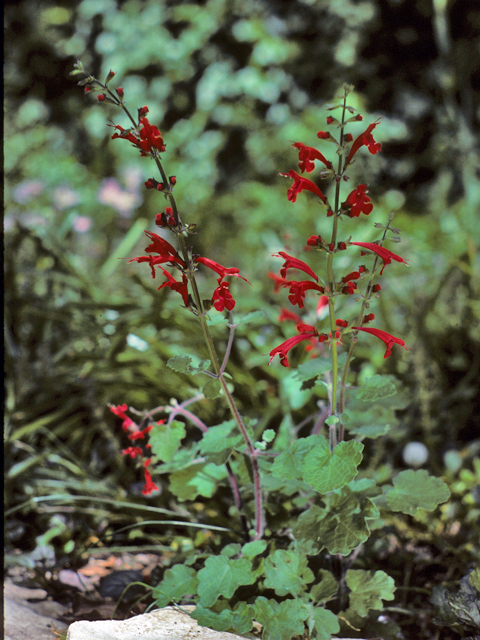 Salvia roemeriana (Cedar sage) #24453