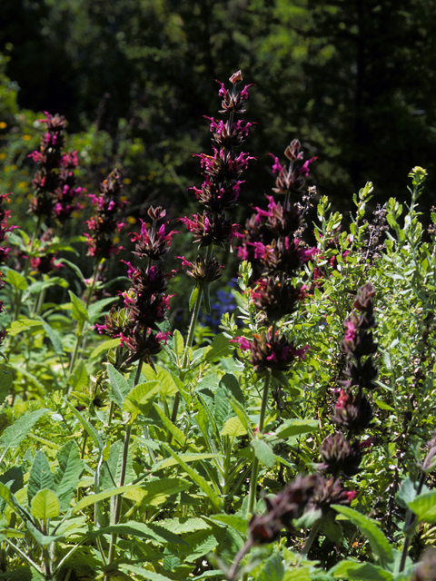 Salvia spathacea (Hummingbird sage) #24456