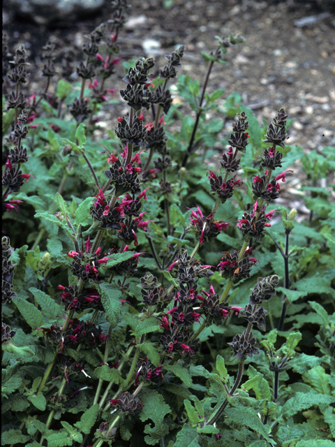 Salvia spathacea (Hummingbird sage) #24458