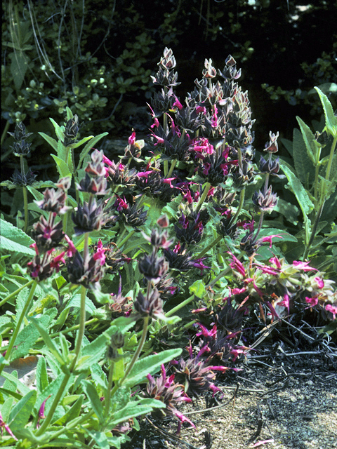 Salvia spathacea (Hummingbird sage) #24459