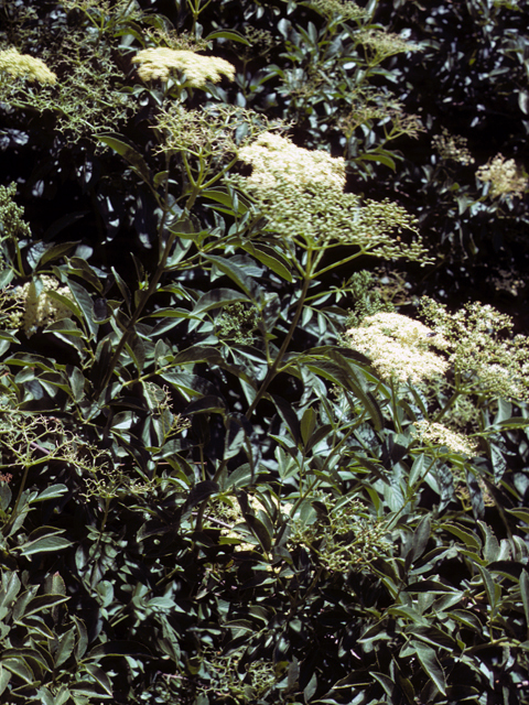 Sambucus nigra ssp. canadensis (Common elderberry) #24469